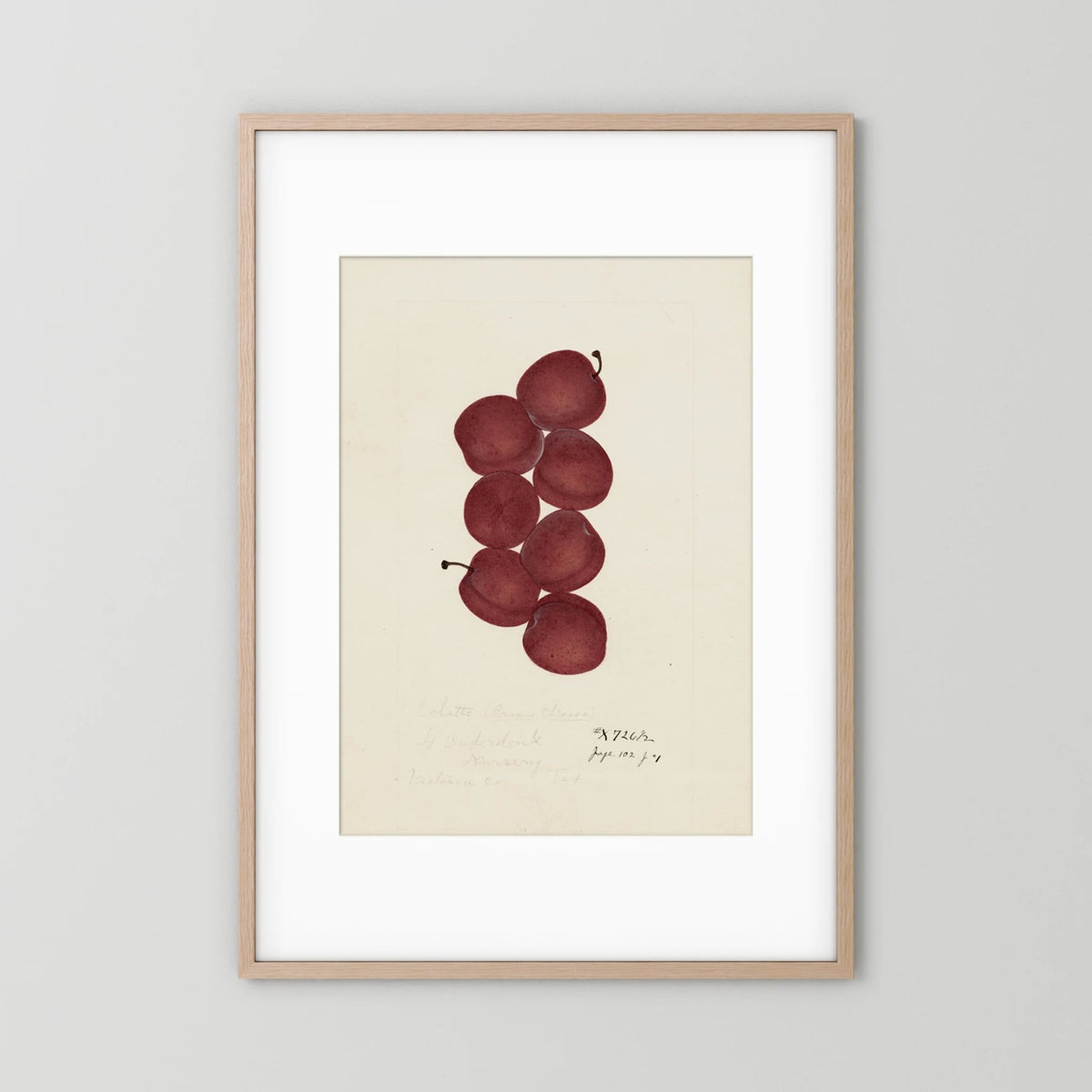 Vintage Red Plum Botanical Art Print