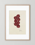 Vintage Red Plum Botanical Art Print