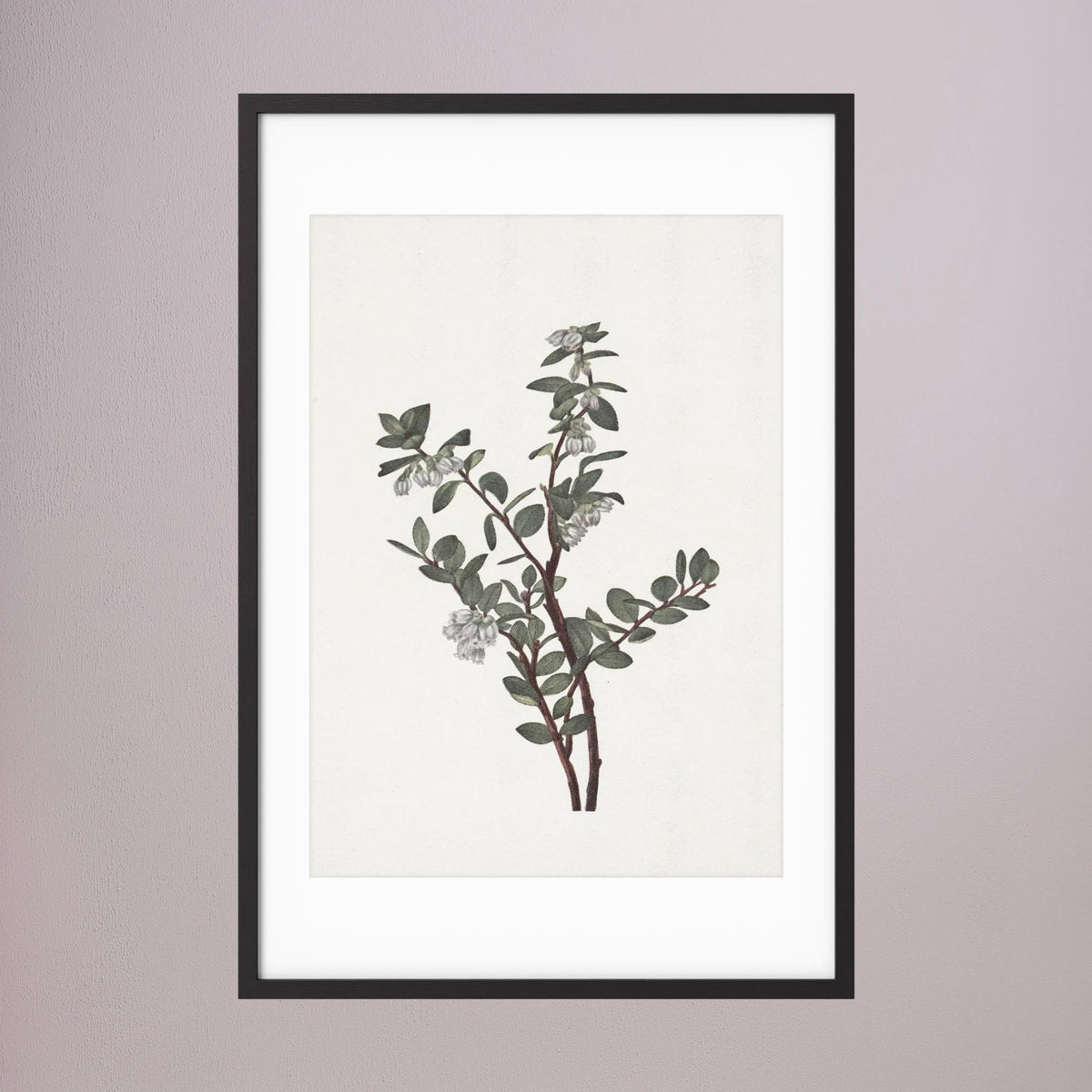 Green Berry Botanical Study Vintage Wall Art Print