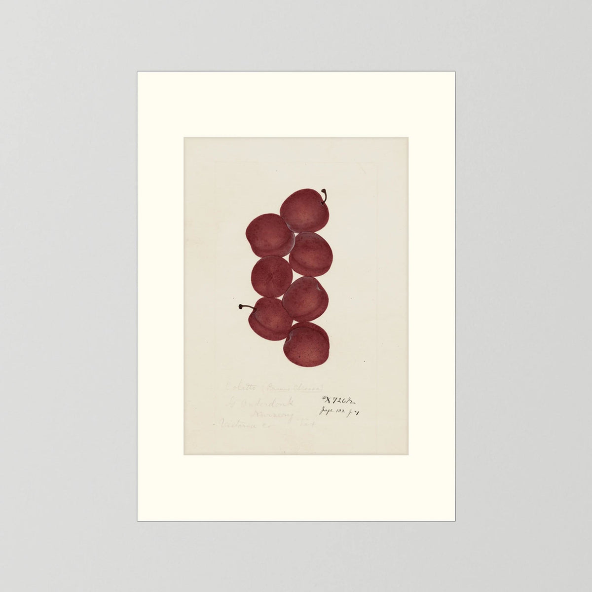 Vintage Red Plum Botanical Art Print