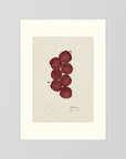 Vintage Red Plum Botanical Art Print