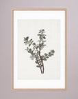 Green Berry Botanical Study Vintage Wall Art Print
