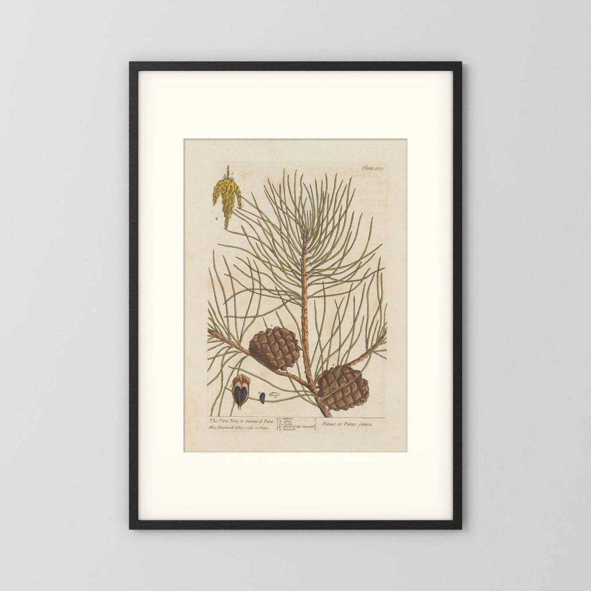 Vintage Pine Cone Botanical Art Print
