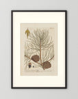 Vintage Pine Cone Botanical Art Print