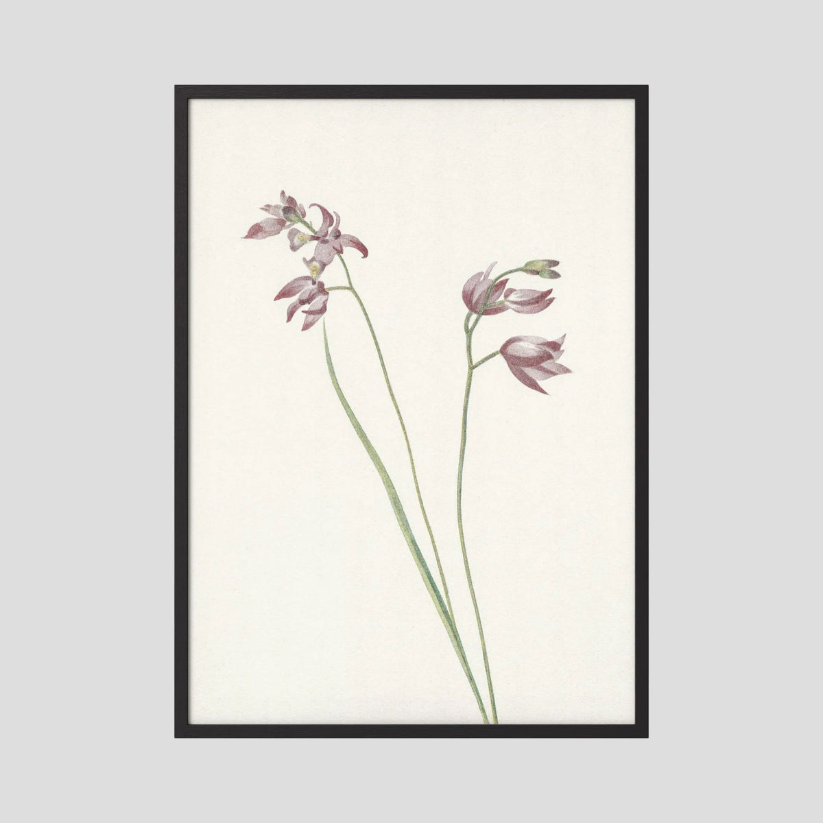 Pink Wildflower Botanical Study Vintage Wall Art Print Black Wood No border