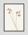 Pink Wildflower Botanical Study Vintage Wall Art Print Black Wood No border