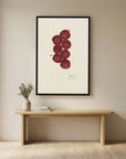 Vintage Red Plum Botanical Art Print