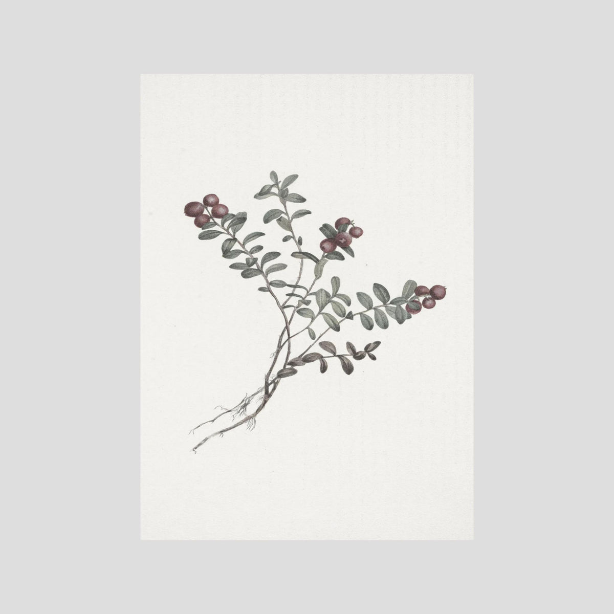 Red Berry Botanical Study Vintage Wall Art Print No Frame No border