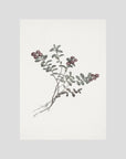 Red Berry Botanical Study Vintage Wall Art Print No Frame No border