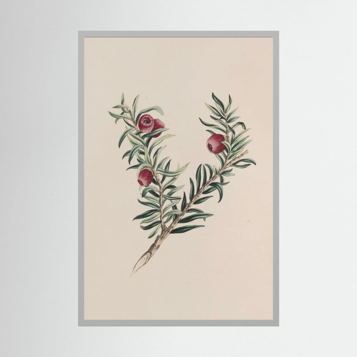 Vintage Red Berry Botanical Art Print