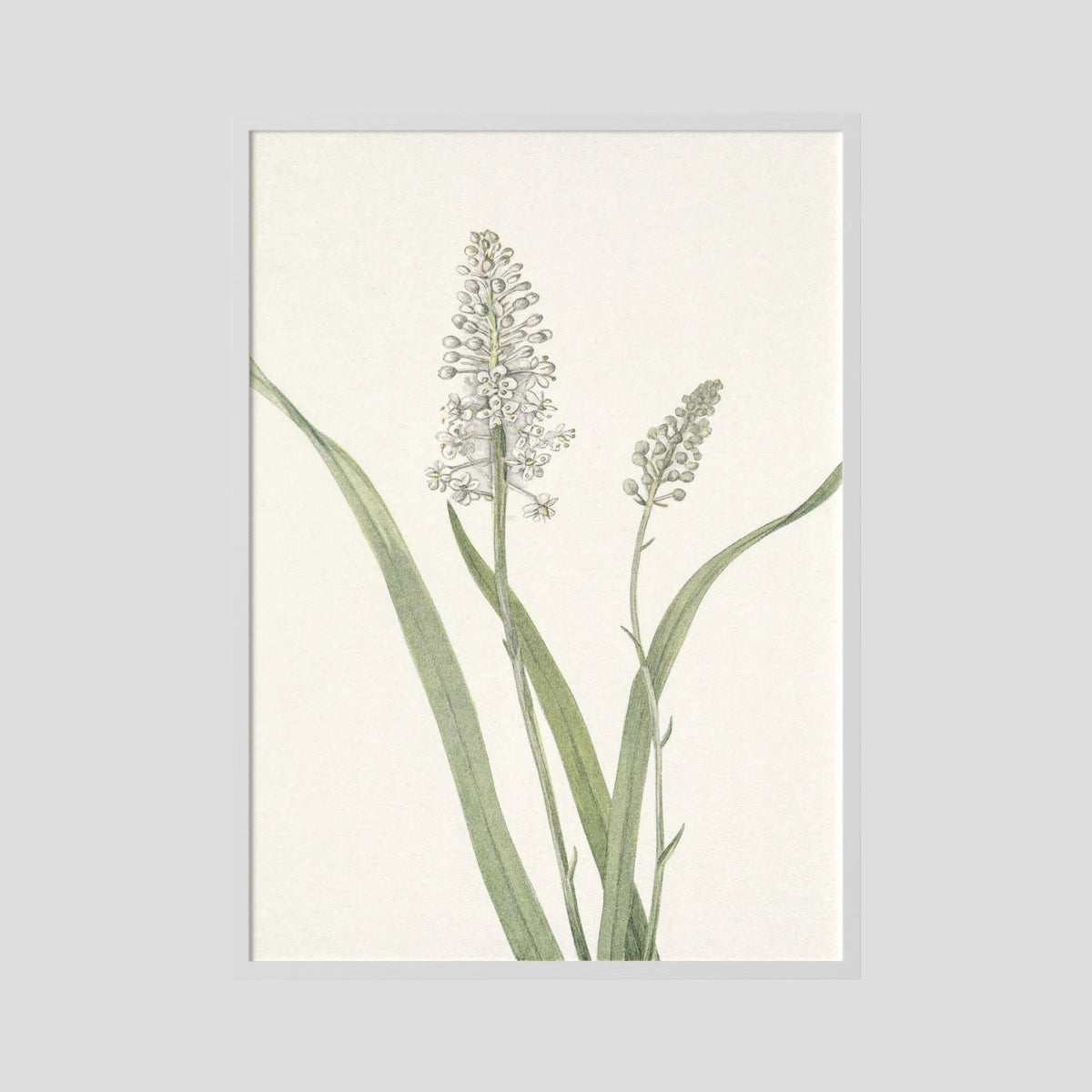 White Hyacinth Botanical Study Vintage Wall Art Print White Wood No border