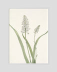 White Hyacinth Botanical Study Vintage Wall Art Print White Wood No border