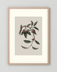 Vintage Cherry Botanical Art Print