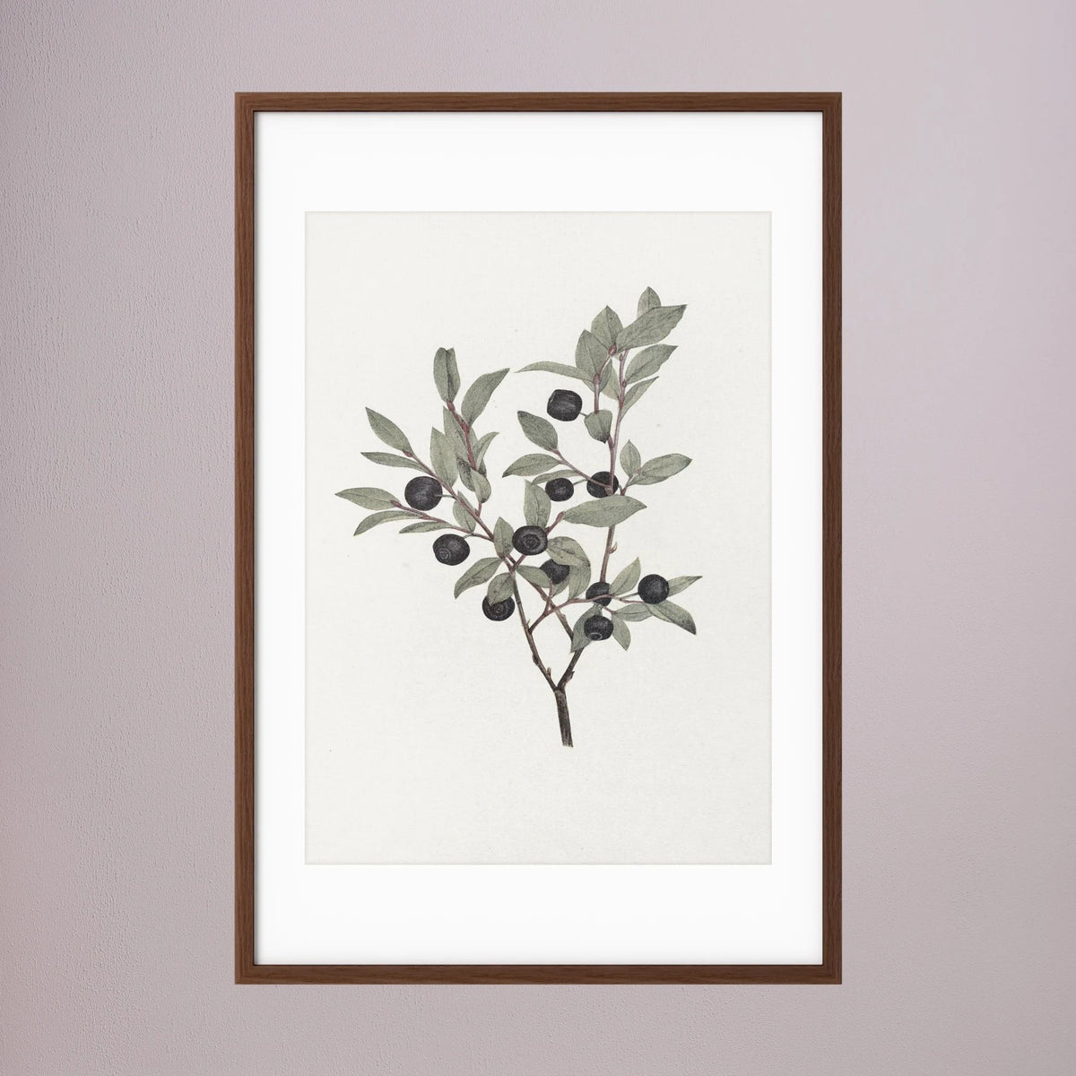Olive Branch Botanical Study Vintage Wall Art Print Oak Dark White