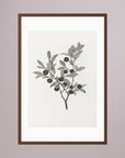 Olive Branch Botanical Study Vintage Wall Art Print Oak Dark White