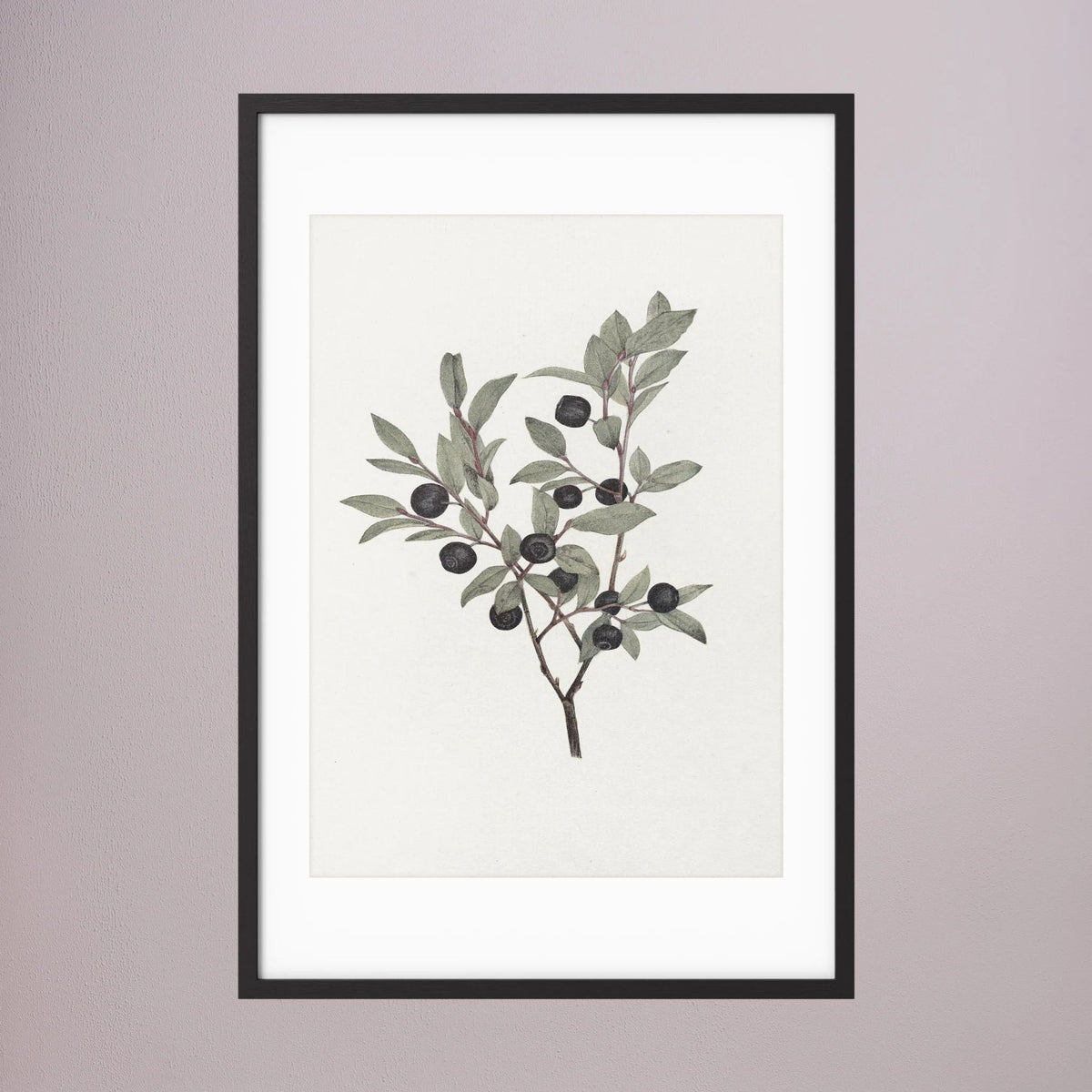 Olive Branch Botanical Study Vintage Wall Art Print Black Wood White