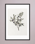 Olive Branch Botanical Study Vintage Wall Art Print Black Wood White