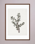 Green Berry Botanical Study Vintage Wall Art Print
