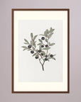 Olive Branch Botanical Study Vintage Wall Art Print Oak Dark Freja