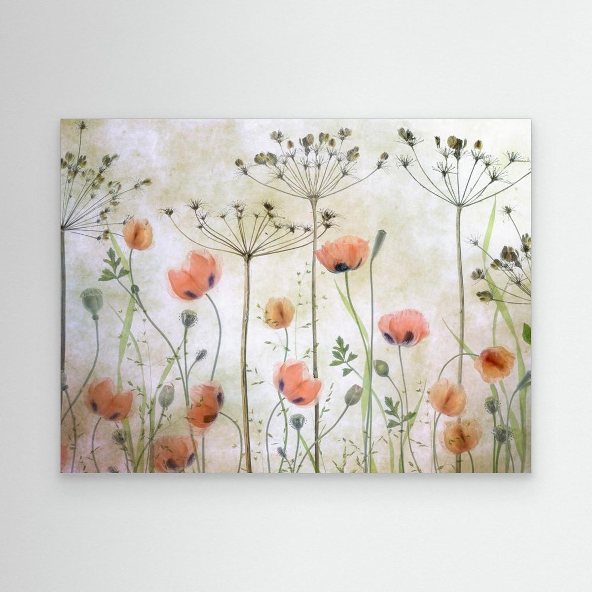 Poppy Meadow by Mandy Disher