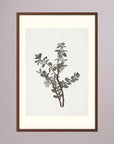 Green Berry Botanical Study Vintage Wall Art Print