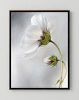 Heavenly Cosmos by Mandy Disher