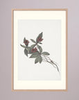 Pink Botanical Branch Study Vintage Wall Art Print Oak Nature Freja