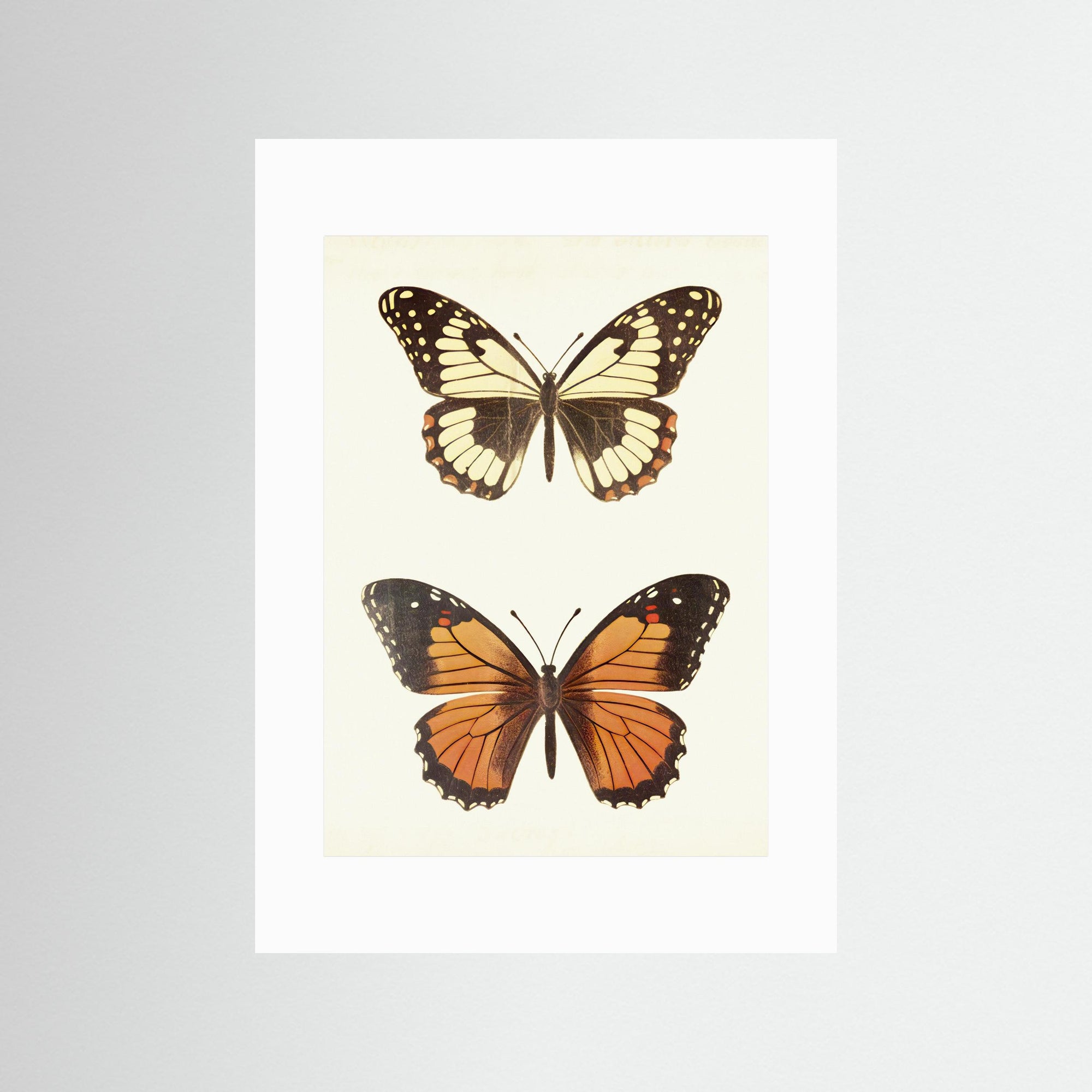 Butterfly Illustration Fine Art Print No Frame White