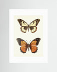 Butterfly Illustration Fine Art Print No Frame White