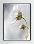 Heavenly Cosmos by Mandy Disher Black