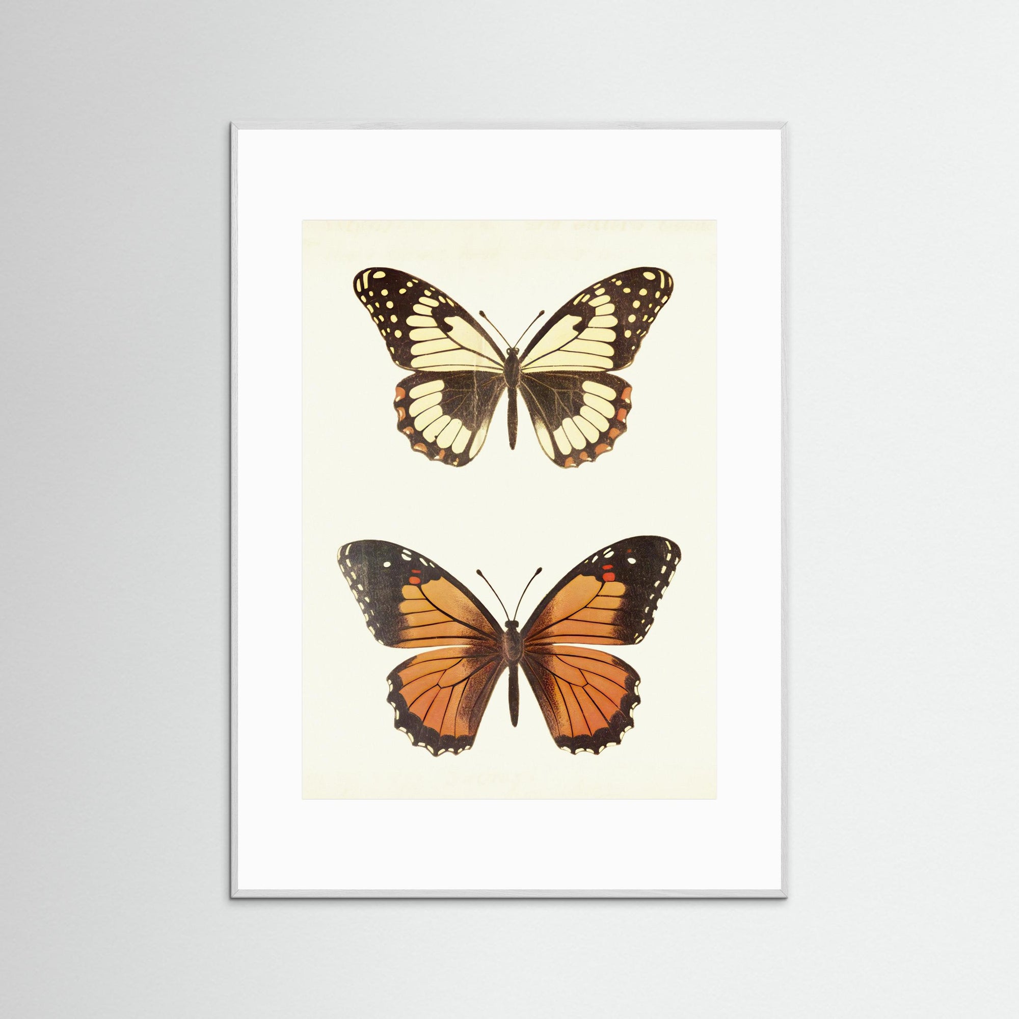 Butterfly Illustration Fine Art Print White Wood White