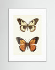 Butterfly Illustration Fine Art Print White Wood White
