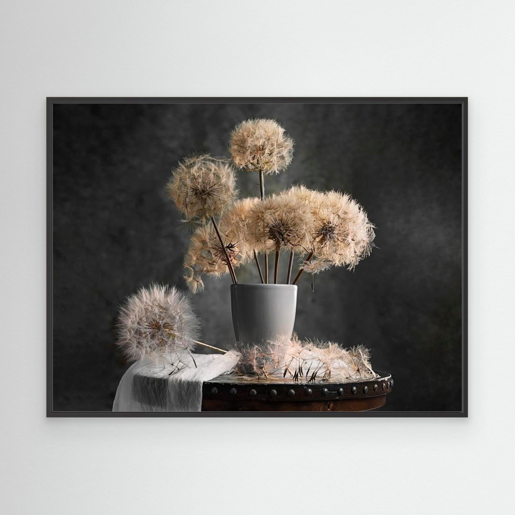 Dandelion Seed Pod by Lydia Jacobs Black