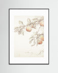Peach Tree Botanical Art Print Black Wood White
