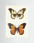 Butterfly Illustration Fine Art Print No Frame No border