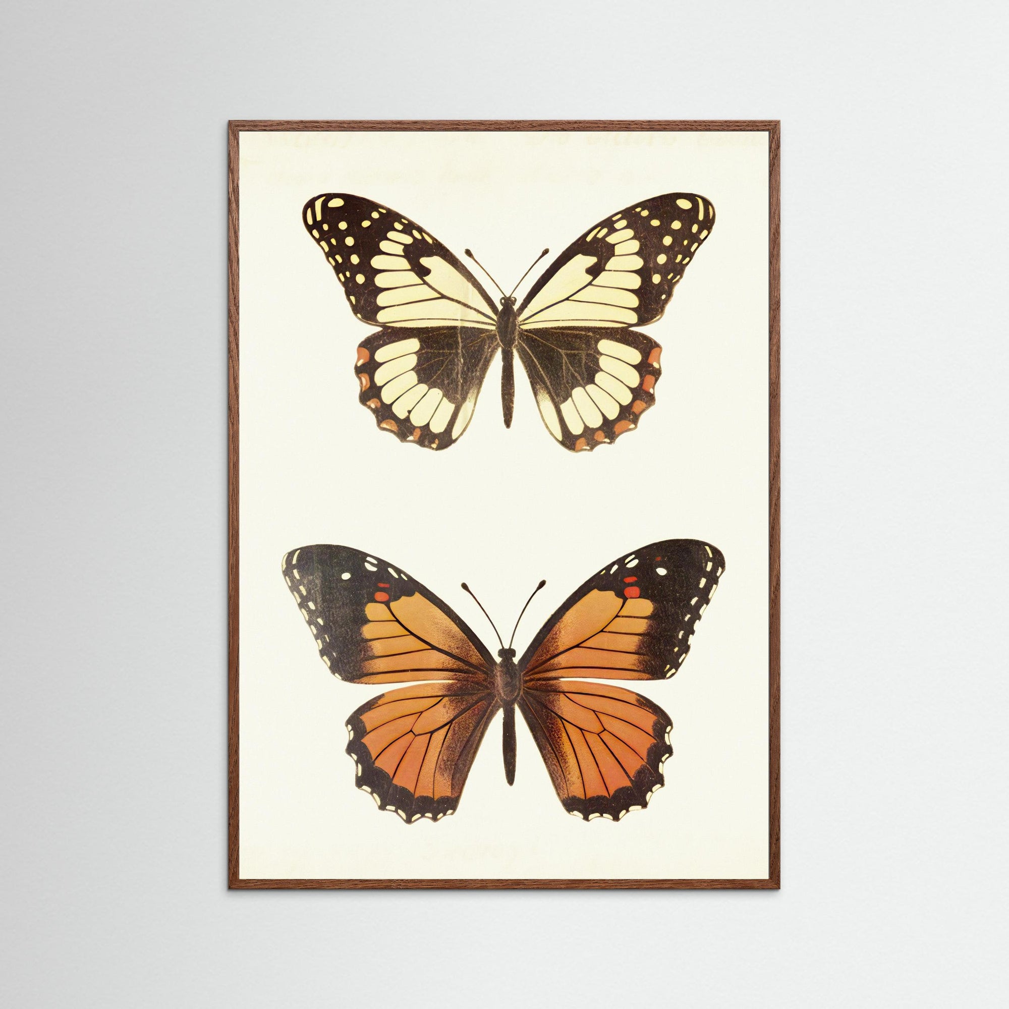 Butterfly Illustration Fine Art Print Oak Dark No border