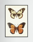 Butterfly Illustration Fine Art Print Black Wood No border