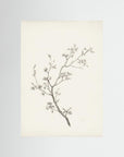 Floral Branch Sketch Wall Art No Frame No border