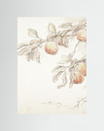 Peach Tree Botanical Art Print No Frame No border