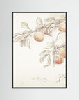 Peach Tree Botanical Art Print Black Wood No border