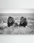 Two kings by Nicolás Merino No Frame