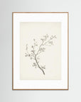 Floral Branch Sketch Wall Art Oak Nature White
