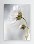 Heavenly Cosmos by Mandy Disher No Frame