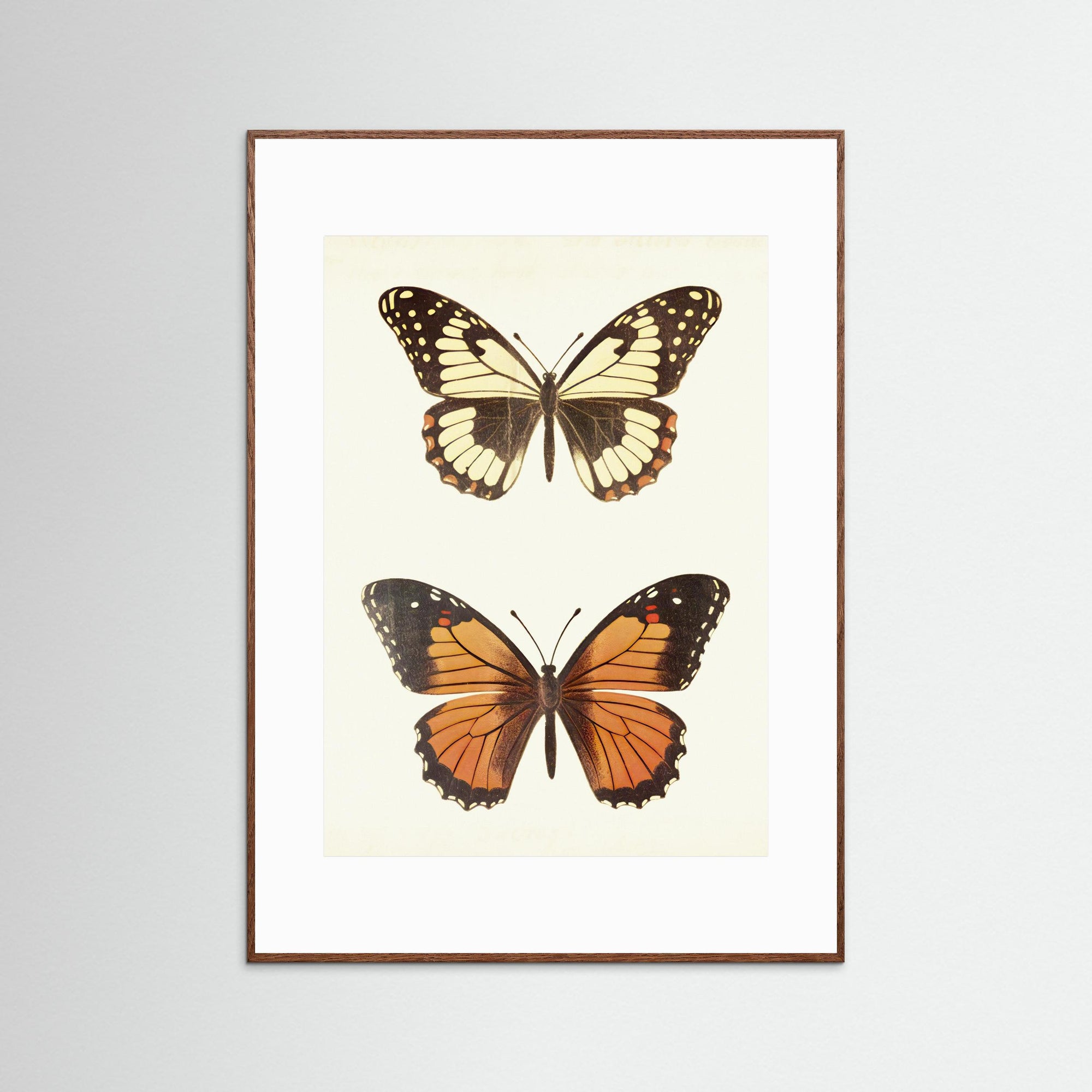 Butterfly Illustration Fine Art Print Oak Dark White