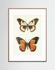 Butterfly Illustration Fine Art Print Oak Dark White